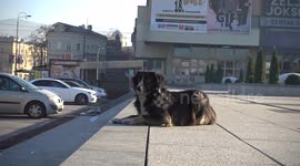 Abandoned Dog - 1