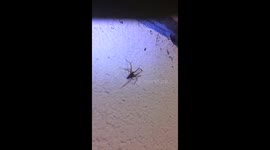 Huge Spider Vs Mans Tounge