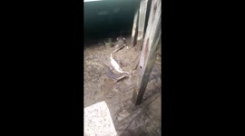 Two monitor lizards eat dead python