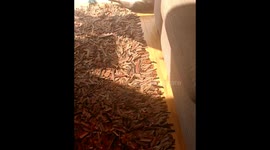 Jacinto are you taking a sun bath? Yes!