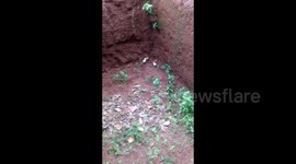 Kid tries to save the chick but unfortunately he got scared about chicken