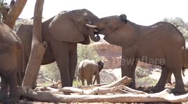 Elephants interlock trunks in show of love