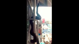 Massive python terrifies passengers in crowded railway station