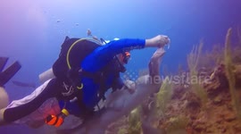 Nurse shark stealing grouper