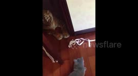 Cat scared by toy tiger