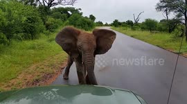 Baby elephant scares off safari tourists in tiny car