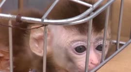 Police catch couple stealing monkeys from tourist attraction