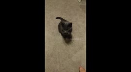 Cat playing
