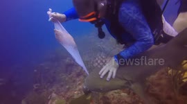 Cheeky nurse shark steals divers' lunch