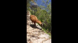 Machu Pichu Alpacas