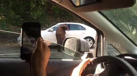 Bear attacks elderly couple