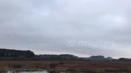 Mesmerising murmuration #1