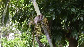Monkey munching away