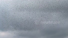 Sky Ballet,Starling Murmuration