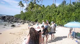 Two turtles sunbathing at North Shore Beach in Hawaii