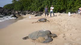 Two turtles sunbathing at North Shore Beach in Hawaii