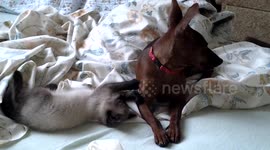 A restrained puppy and a playful kitten.
