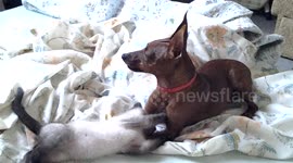 Well, let's play! I will eat you! Playful kitten tests the patience of a small dog, Siamese kitten and puppy zwergpinscher.