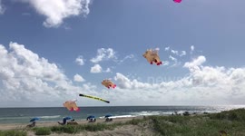 Pigs Fly Over Delray Beach Florida