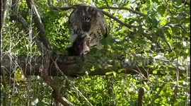 Hawk Eating Rabbit