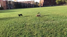 Dog in wheelchair flips over playing fetch with friend