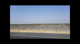 Driving past California orchards at 80 mph