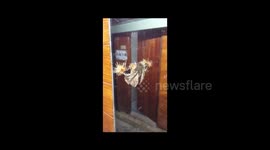And now for something completely different...introducing weird Taiwan moth