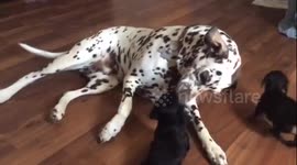 Baby Dachshunds meeting the Dalmatian