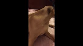 Dog talking to his owner