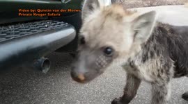 Inquisitive hyena cubs are just adorable
