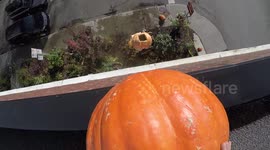 Smashing a giant pumpkin with another pumpkin