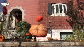 Smashing a giant pumpkin with another pumpkin