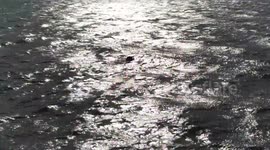 Dog in the sea