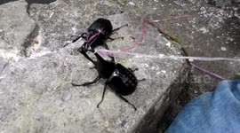 horn beetle