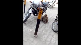Petrol-addict monkey caught stealing it from bikes