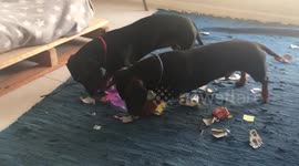 Puppies showing wrapping paper who’s boss.