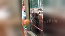 Newsflare Edit - Orangutan Meets Girl Wearing Orangutan Costume at the Toronto Zoo!