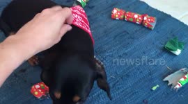 Puppies opening presents