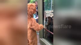 This orangutan can't stop looking at his 'twin'