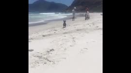 Slowmo Daschund running on the beach