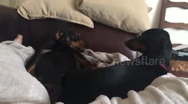 Daschund puppies talking to each other.