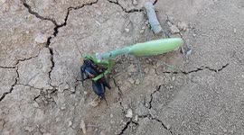 Praying mantis feasts on black field cricket