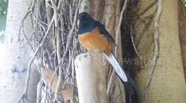 A friendly bird likes being taken a video