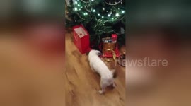 Newsflare Edit - Jack Jack finds his Christmmas present from Santa Paws