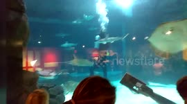 Ripley's Aquarium in Gatlinburg Tennessee sharks and stingrays