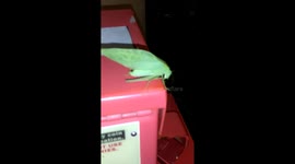 Katydid chillin on a newspaper box