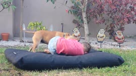 Boy and his dog