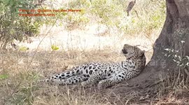 Leopard spotted fighting with a... fly