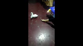 Dove follows the master's feet