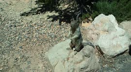 Squirrel Dances, Begs, and Gives Evil Eye to Tourists for Nuts! Super Cute Nature Pet tricks